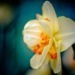 #106 Daffodil