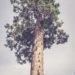 #1657 Gros arbre