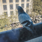 #2092 Pigeon naze