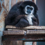 #2237 Gibbon pensif