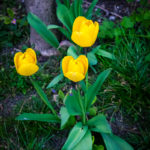 #2306 Tulipes