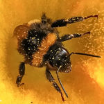 #2449 Pollen