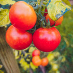 #2843 Dernières tomates